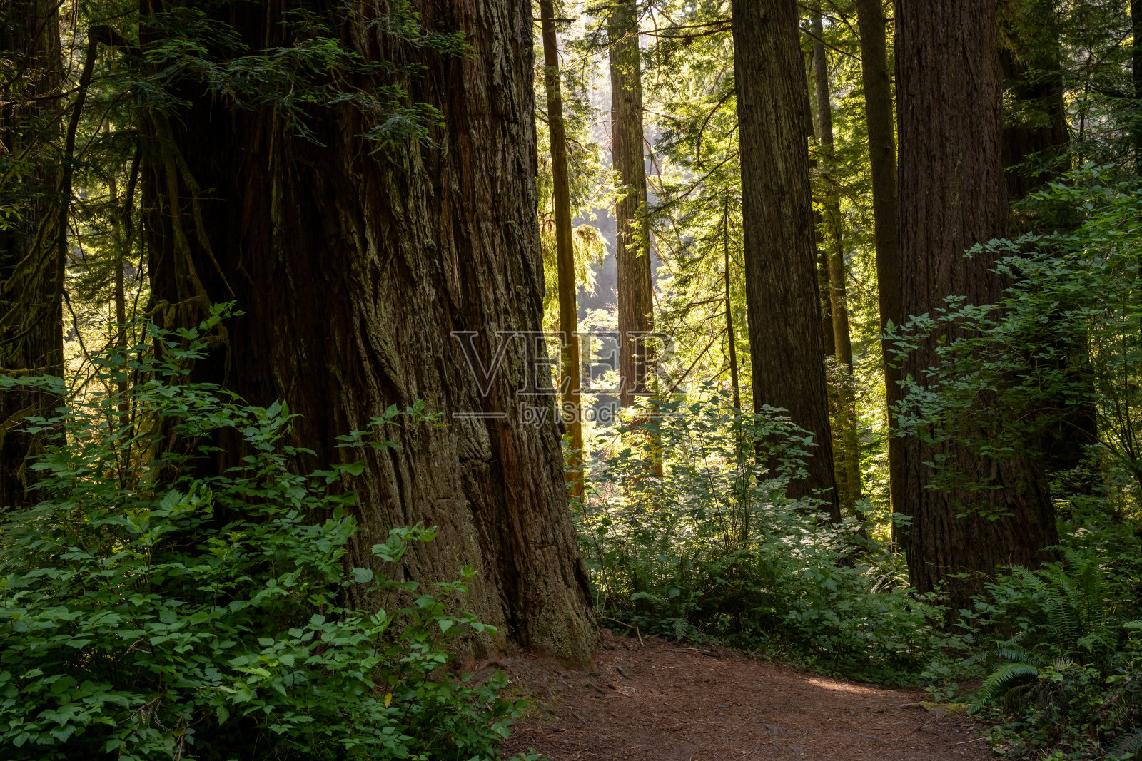 巨大红木树干下的光秃秃的斑点照片摄影图片