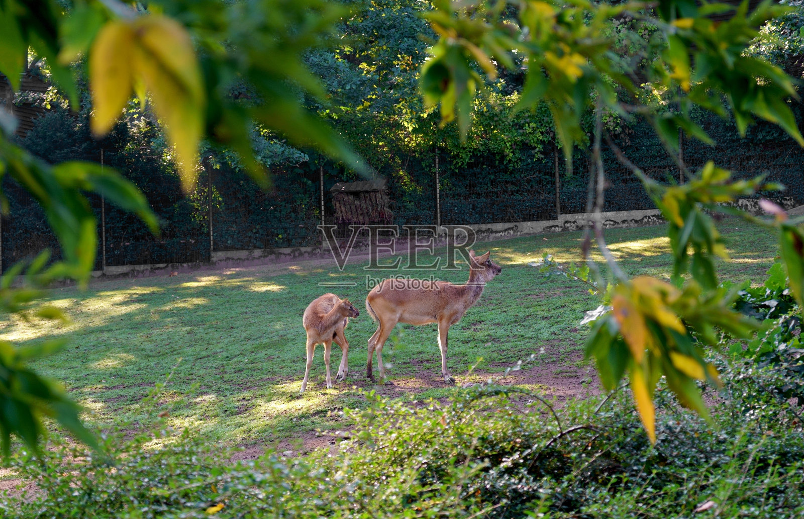 布拉格，捷克共和国- 2023年:山羊。布拉格动物园是世界上最好的动物园之一。一只带着孩子的小山羊。动物园位于捷克共和国布拉格。世界上最好的动物园之一照片摄影图片