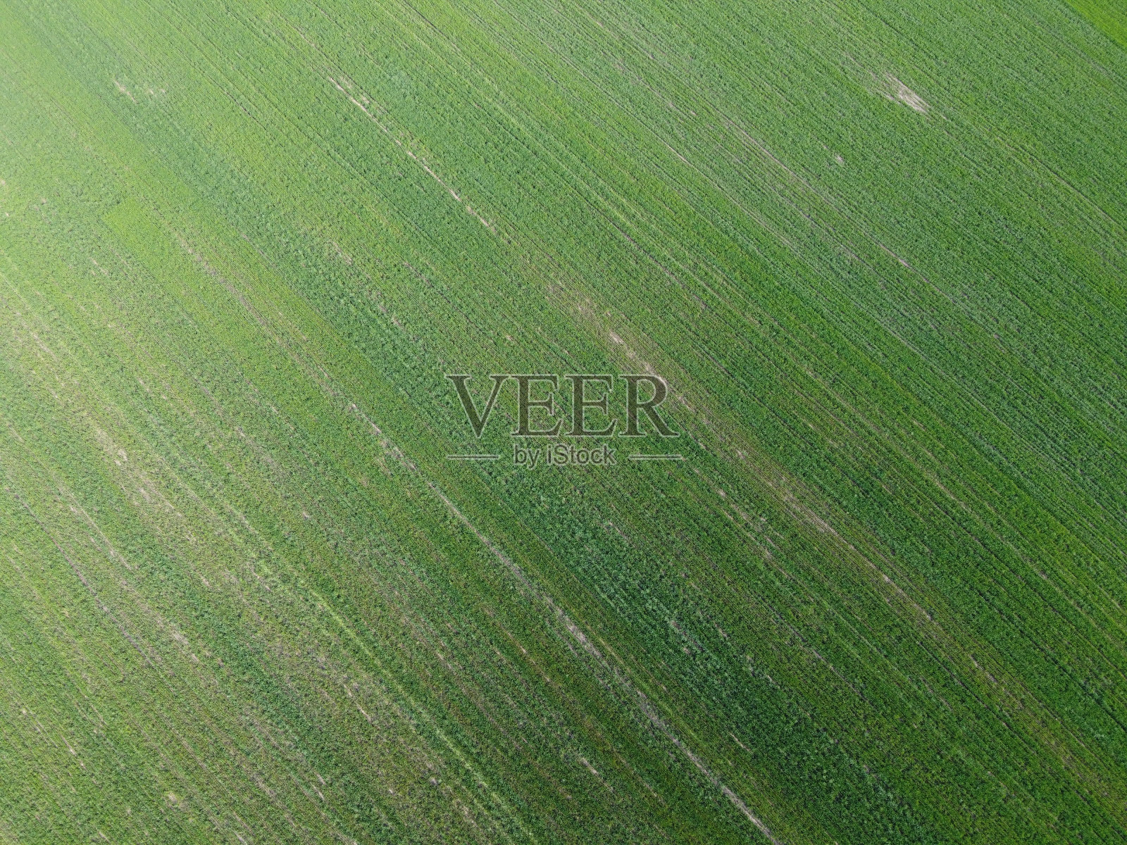 绿色农田，鸟瞰图。农田景观。背景。照片摄影图片