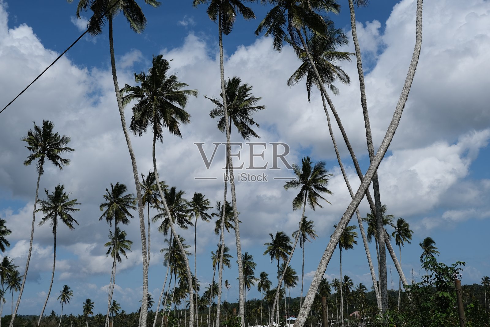 棕榈树背景照片摄影图片