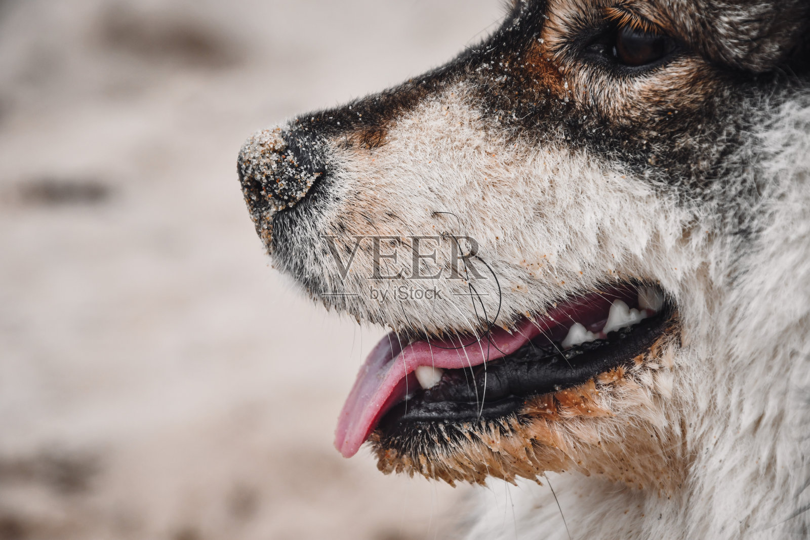 一只年轻的芬兰拉普芬犬的肖像照片摄影图片