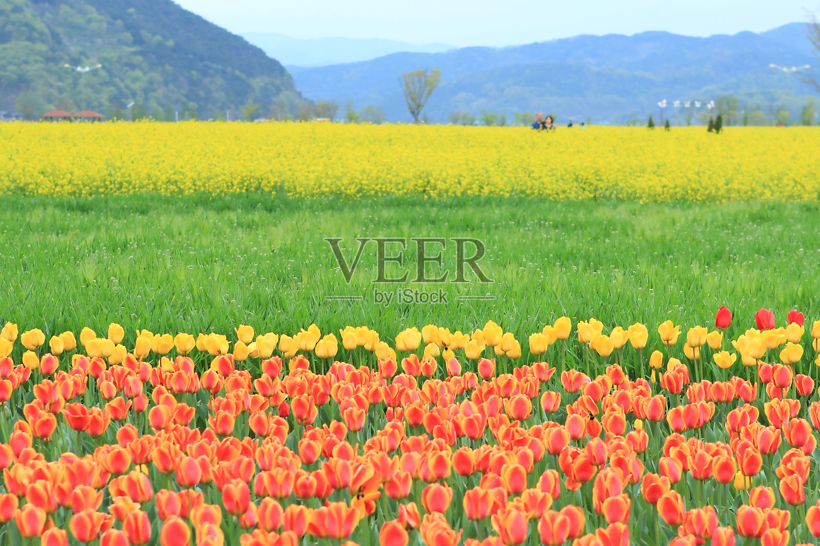 郁金香花园的景色照片摄影图片