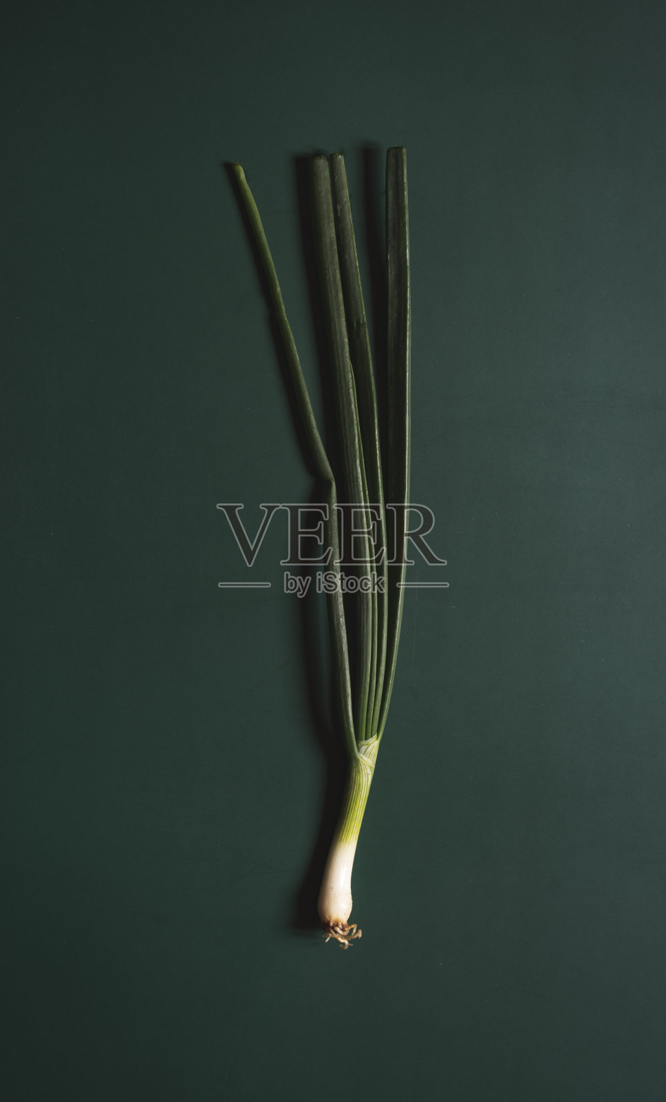 绿色背景上新鲜采摘的洋葱/韭菜照片摄影图片