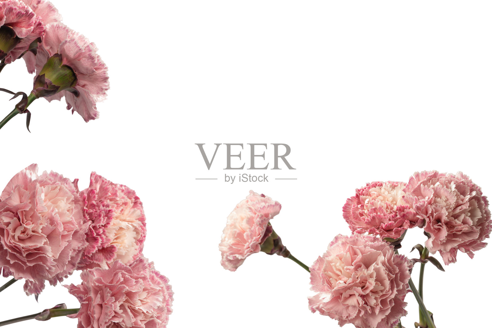 粉红色康乃馨花孤立在一个白色的背景。照片摄影图片