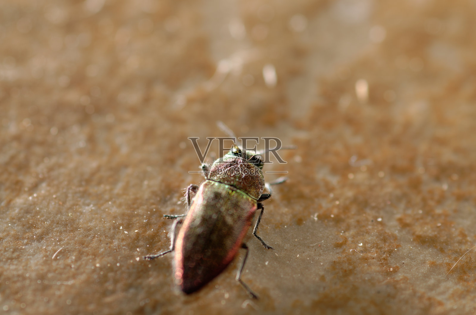 黄色背景上的小虫子。照片摄影图片