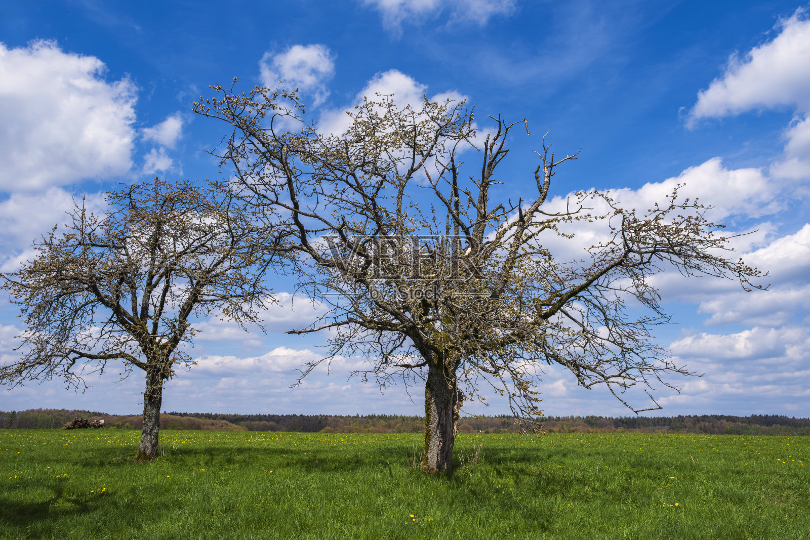 瑞士/德国法兰克区的樱花照片摄影图片