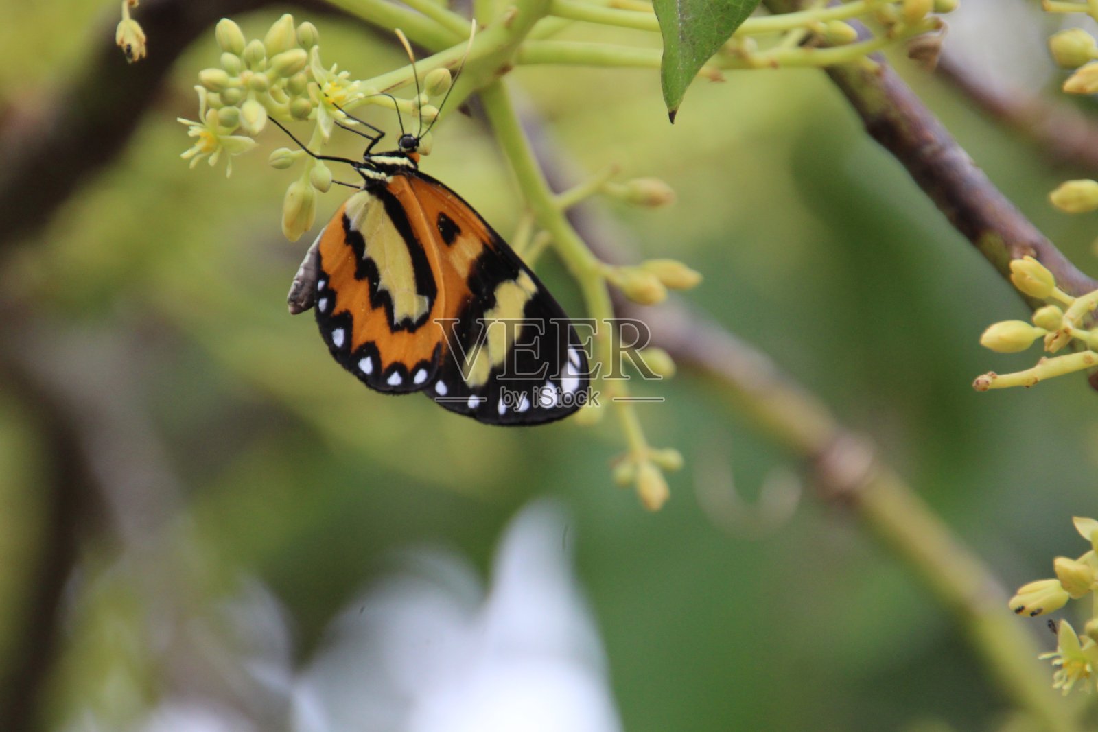 昆虫蝴蝶照片摄影图片