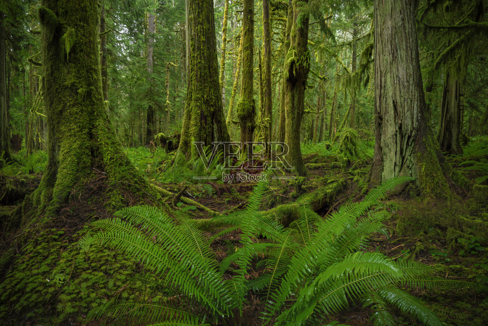 常青树森林覆盖在苔藓奥林匹克国家公园，华盛顿股票照片照片摄影图片