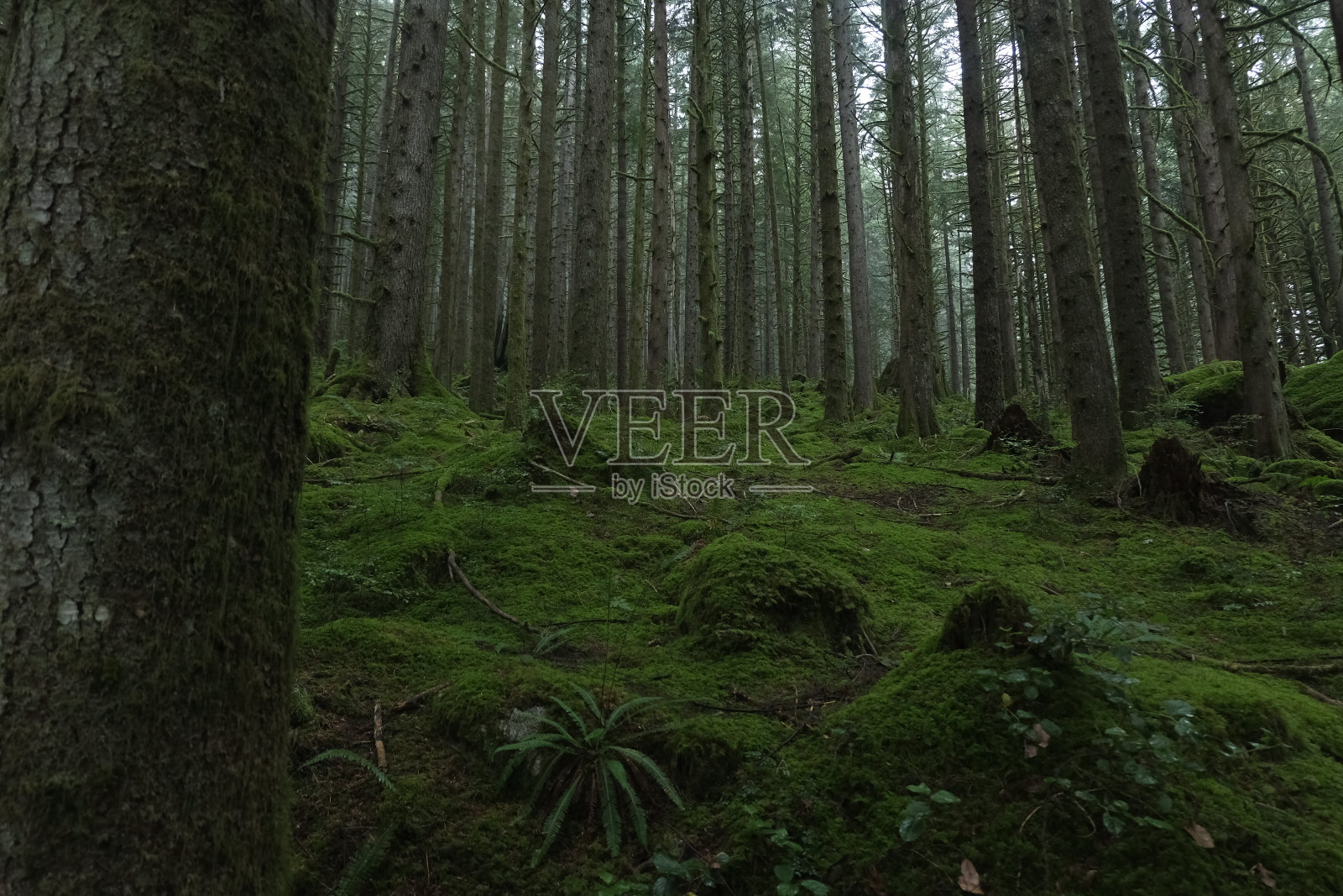 加拿大的雾林照片摄影图片