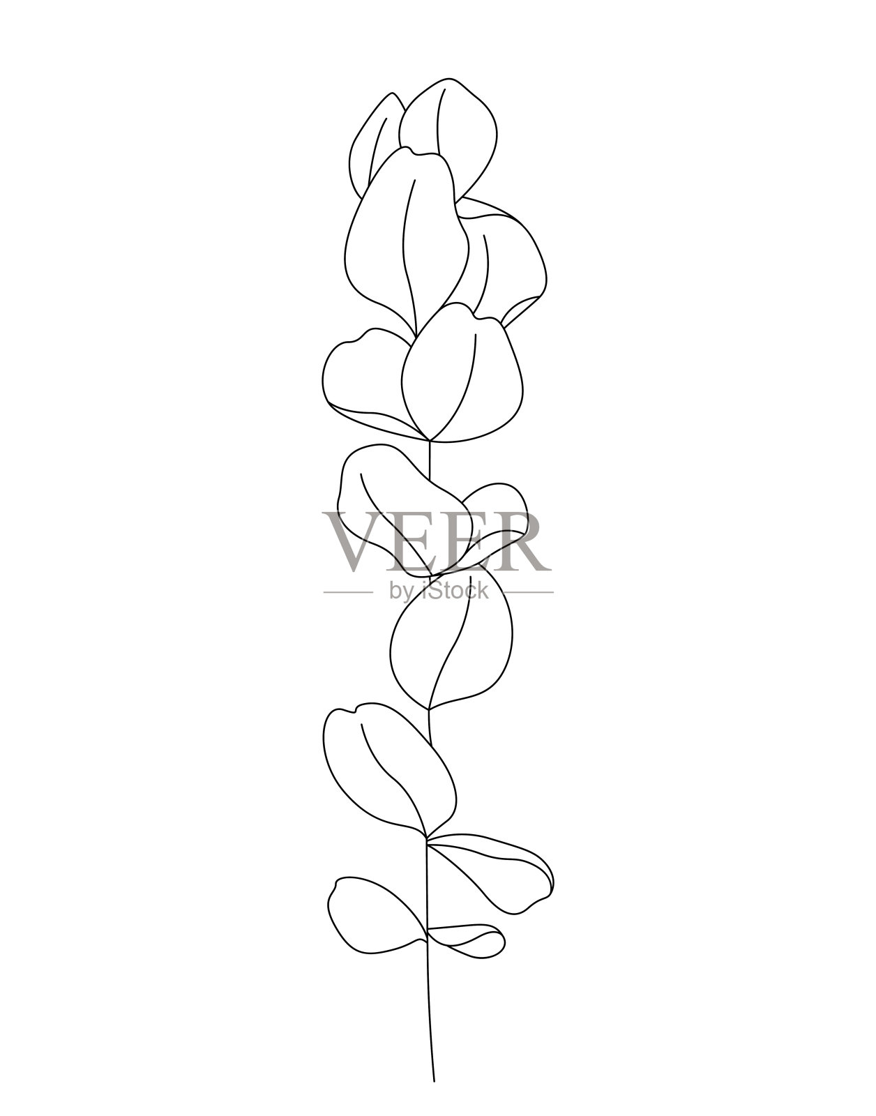 桉树绘制单线。白色背景上的连续线图标。插画图片素材