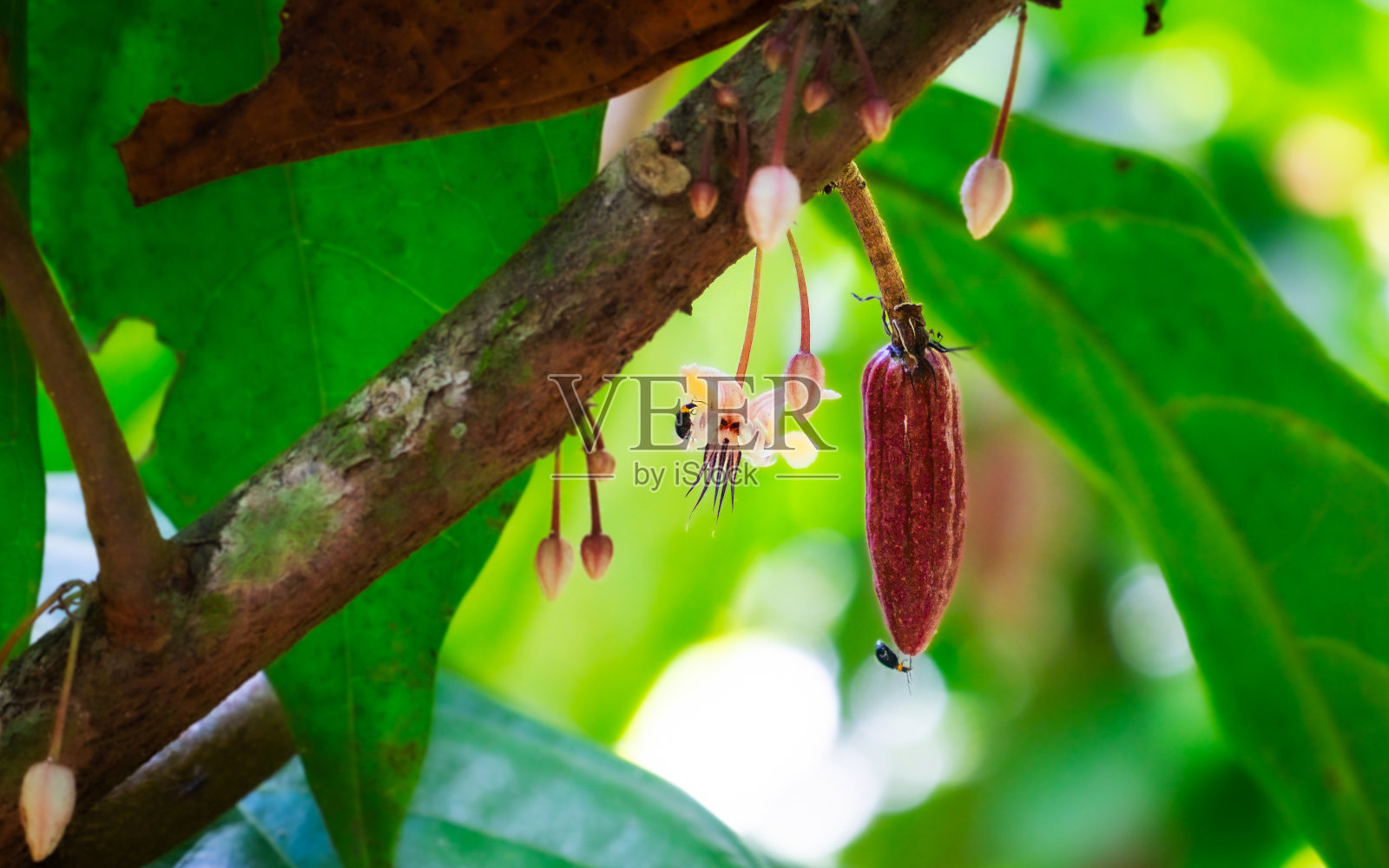 可可树的豆荚和花照片摄影图片