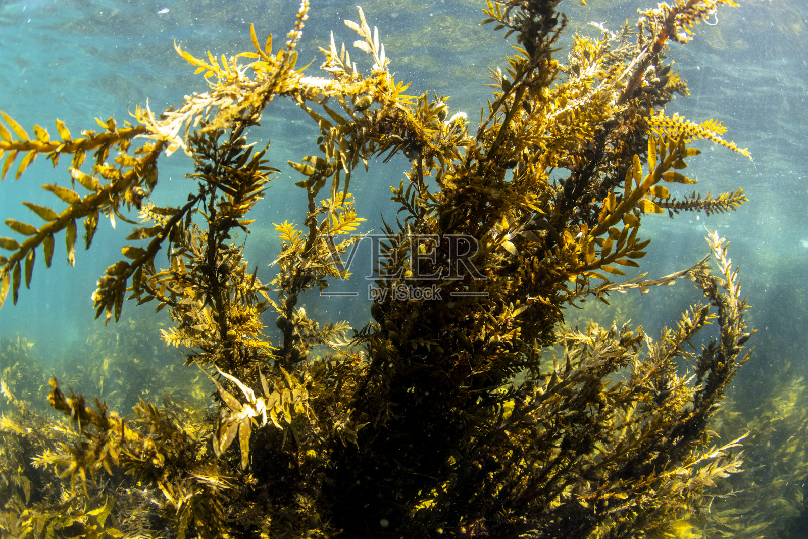 褐藻，产自新西兰照片摄影图片