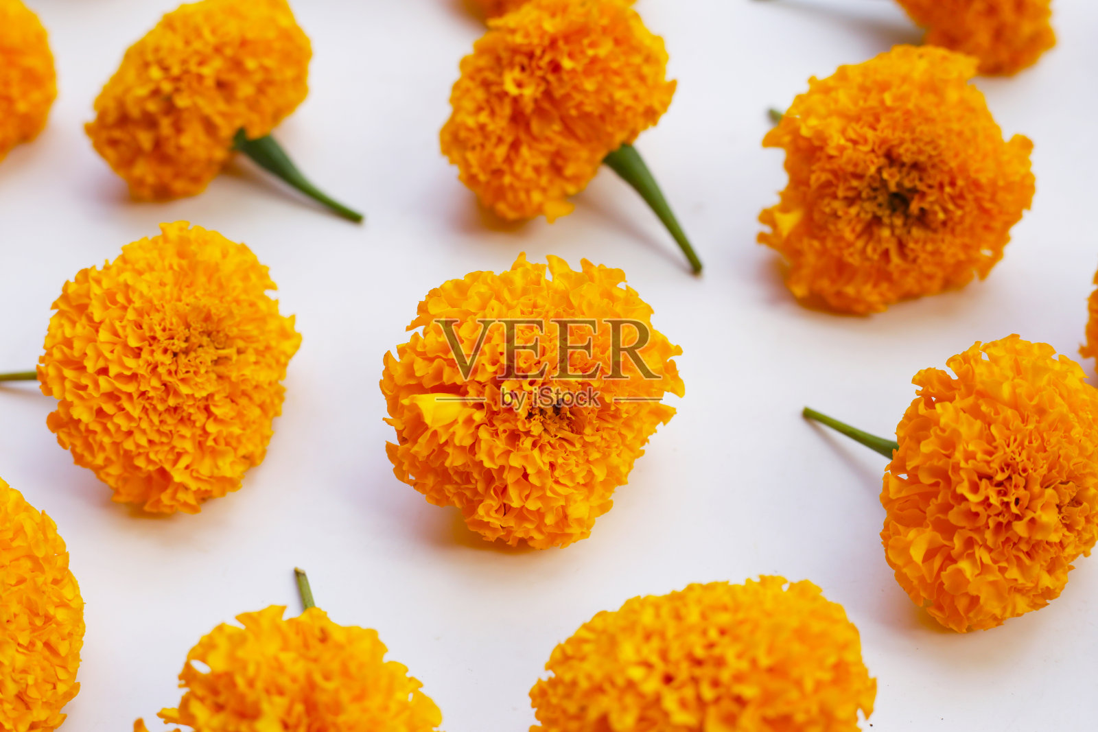 美丽的金黄色万寿菊照片摄影图片