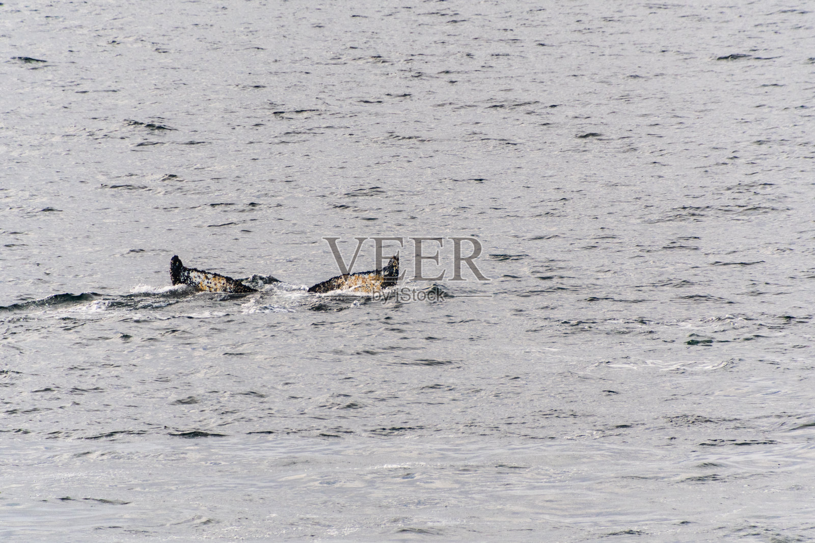 南极座头鲸的尾巴照片摄影图片