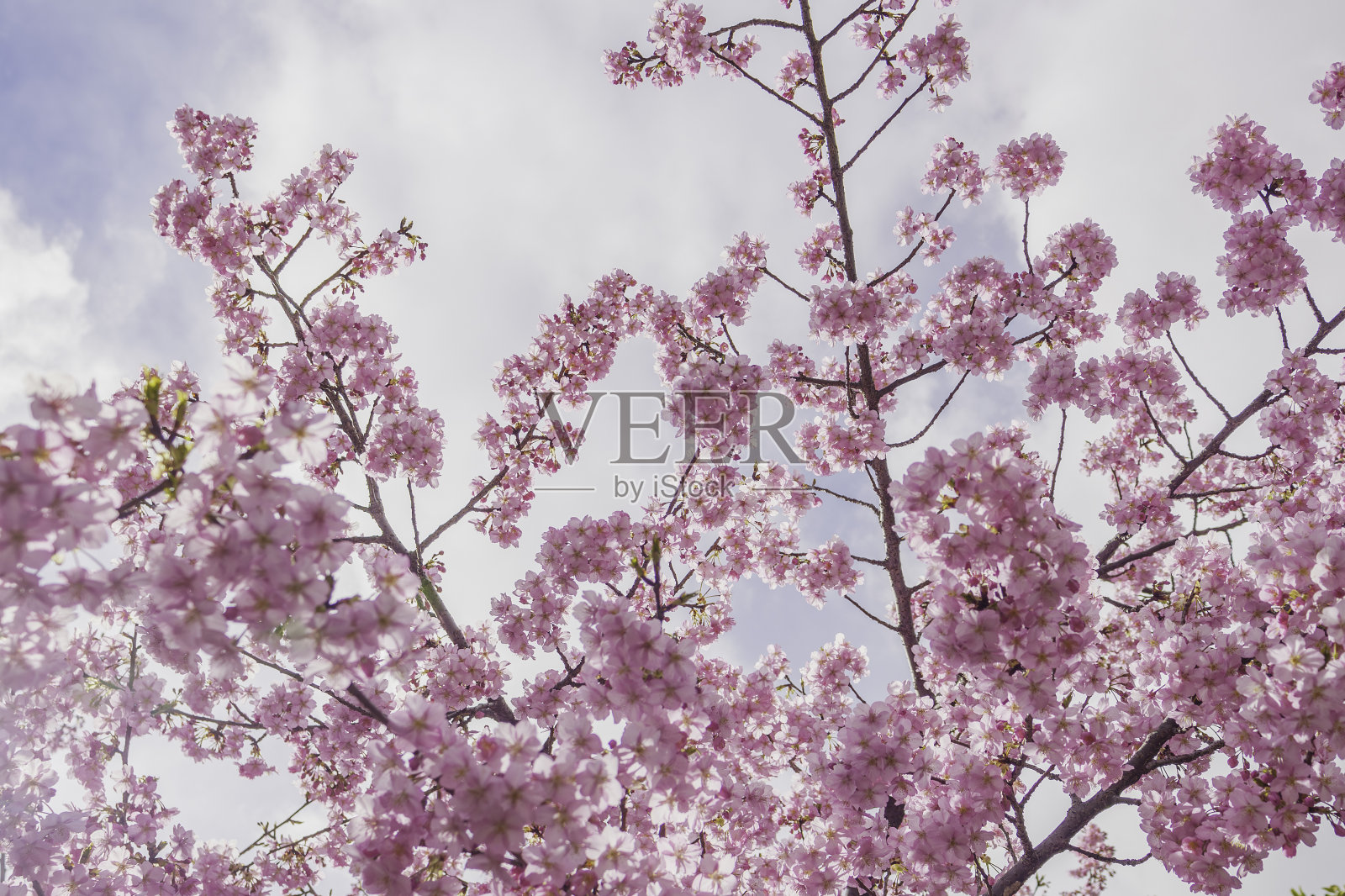 日本京都樱花盛开的季节照片摄影图片