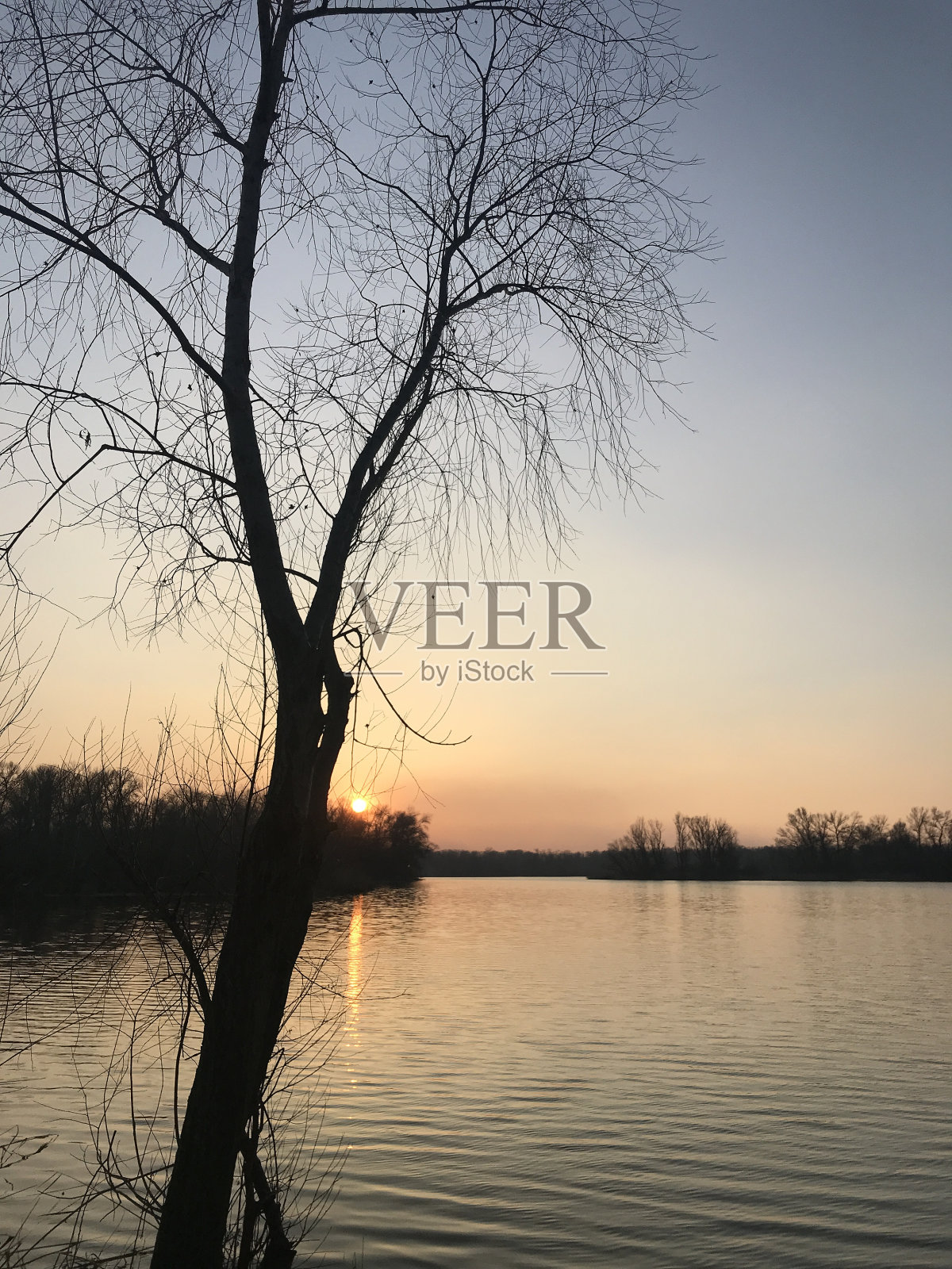 冬日公园里夕阳下的树照片摄影图片