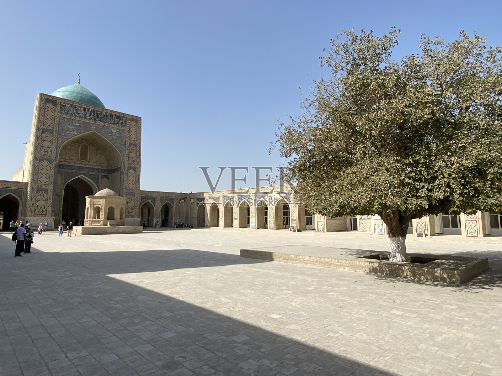 布哈拉卡兰清真寺院子里的一棵桑树照片摄影图片