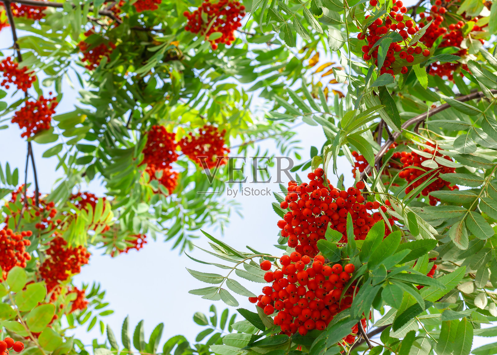 绿叶丛中，树上的浆果。背景照片摄影图片