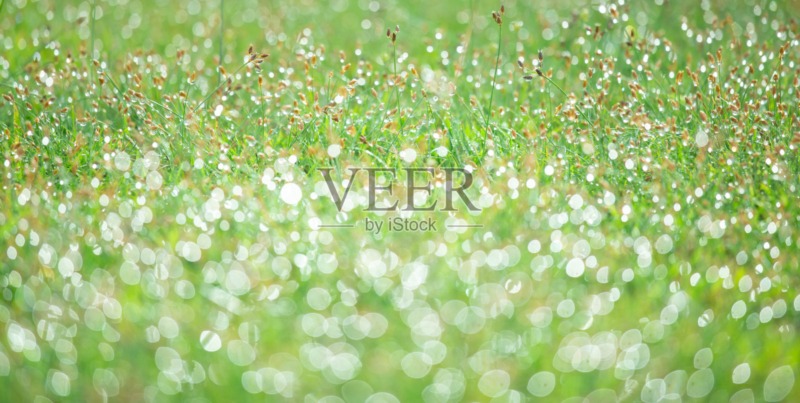 模糊的背景，清新的绿草和清晨的露珠。环境背景。场格局。自然抽象背景。照片摄影图片