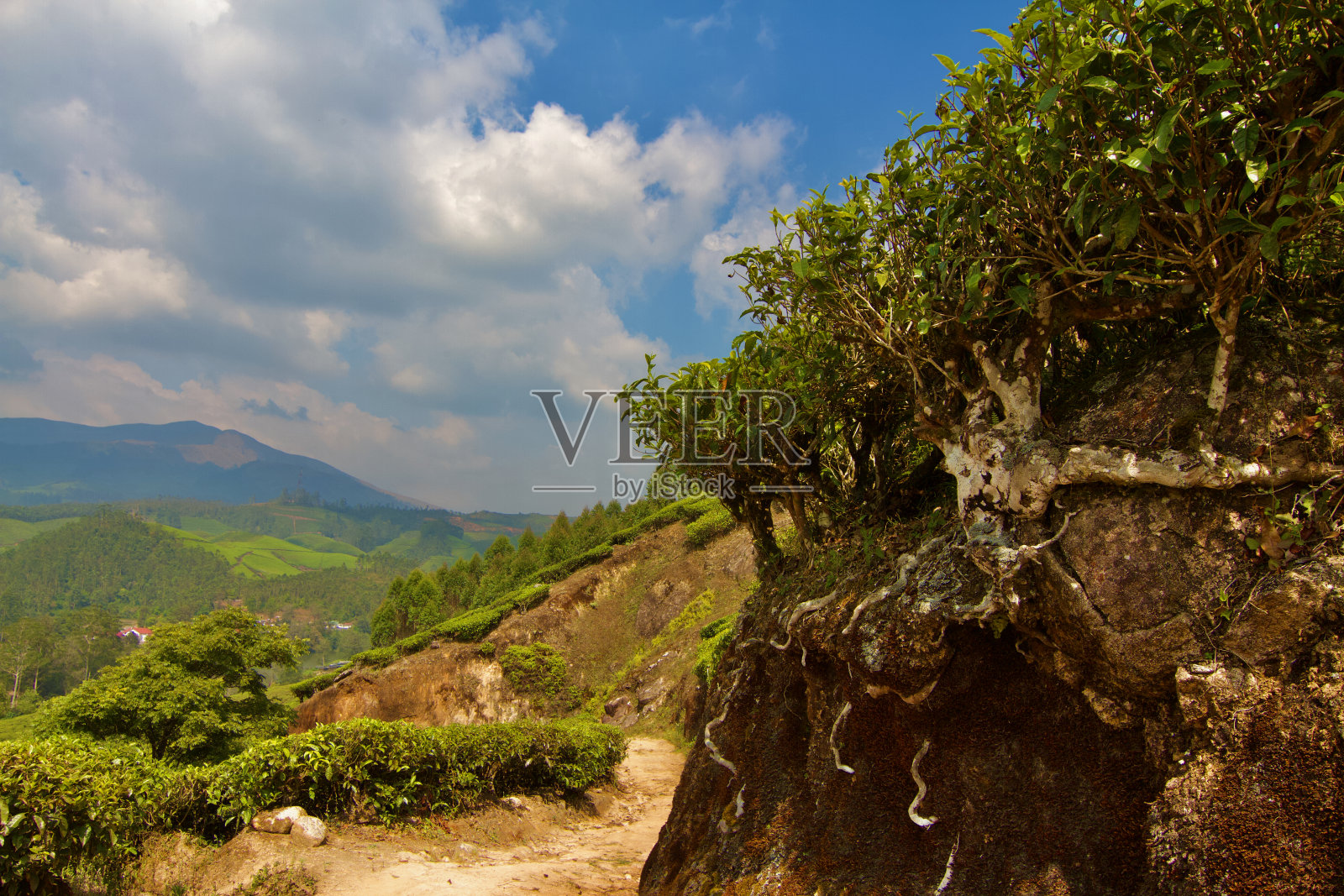 印度穆纳尔的茶园照片摄影图片