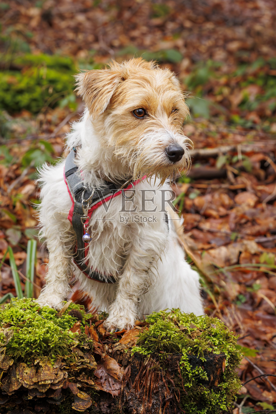狗站在森林里的树干上环顾四周，杰克罗素梗阿鲁沙照片摄影图片