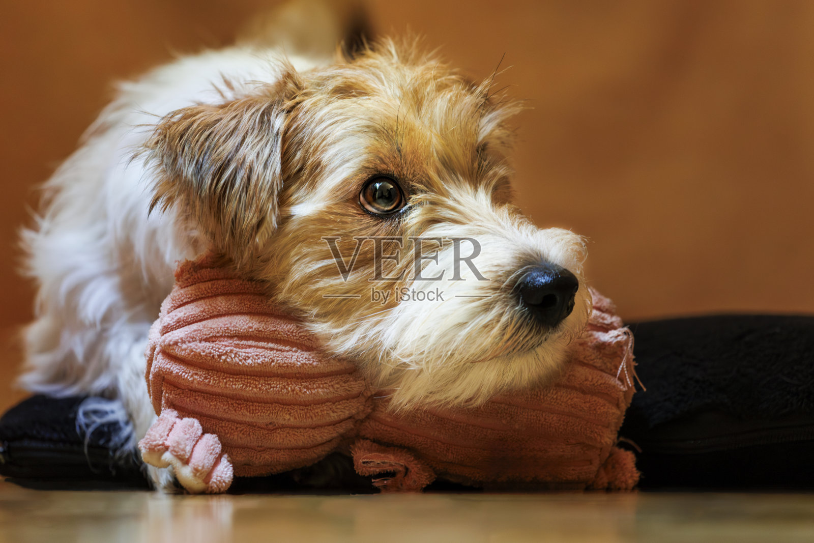 训练冷静的狗，杰克罗素梗阿鲁沙照片摄影图片