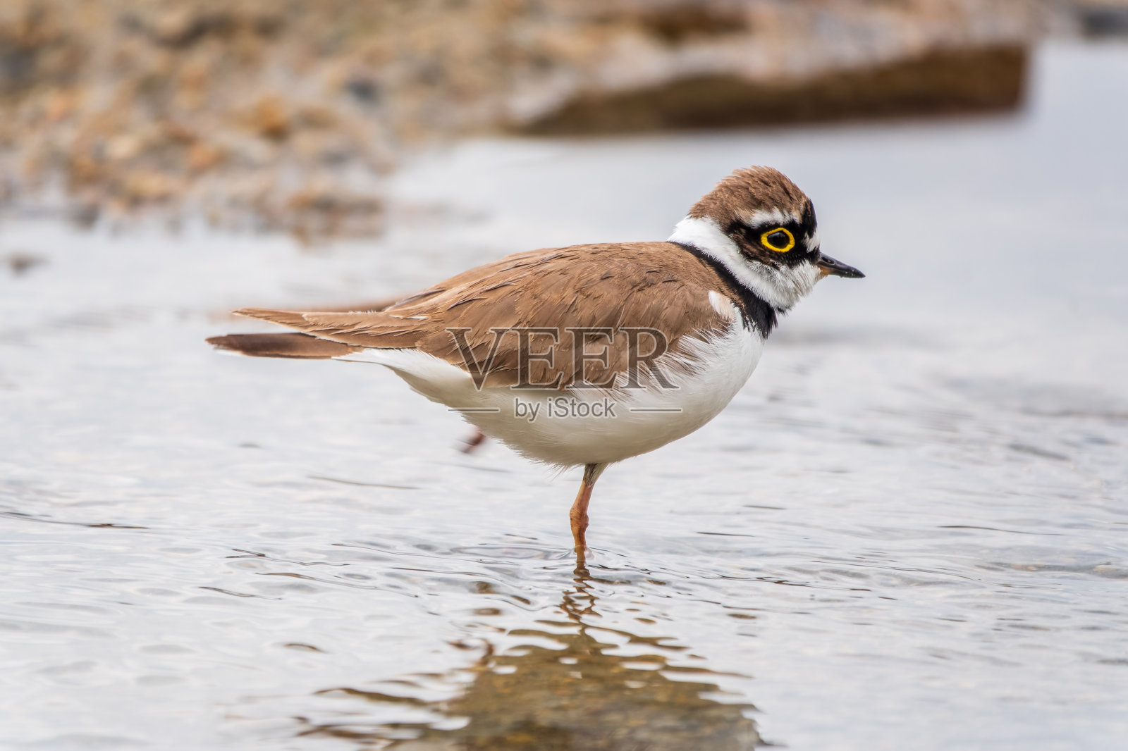 小环鸻，站在湖岸上的鸟照片摄影图片