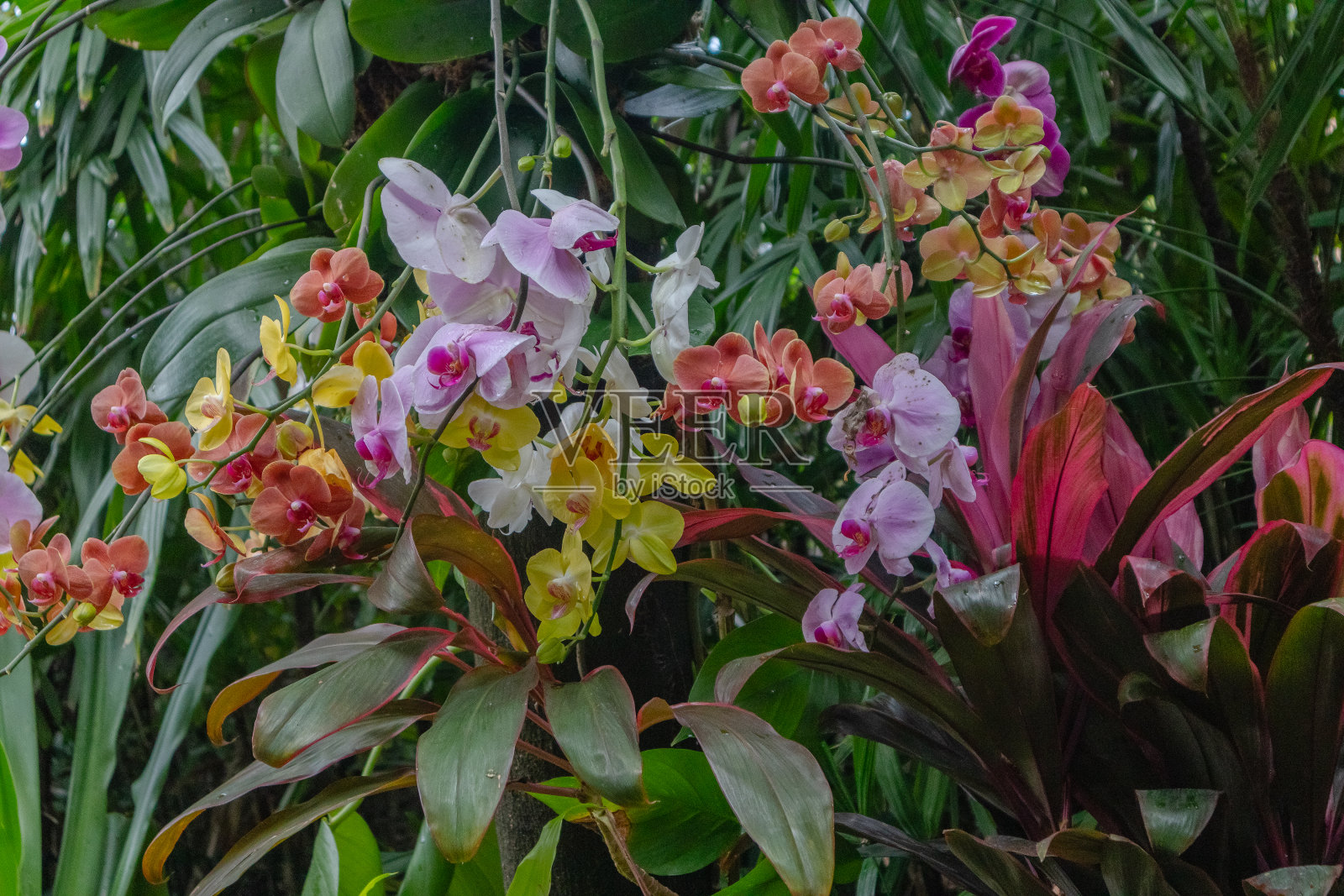 多朵盛开的蝴蝶兰兰花挂在树干上照片摄影图片