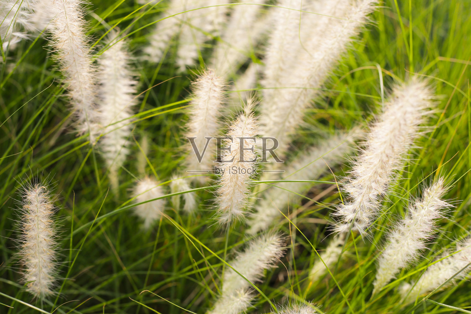 泉草，美丽的白花照片摄影图片