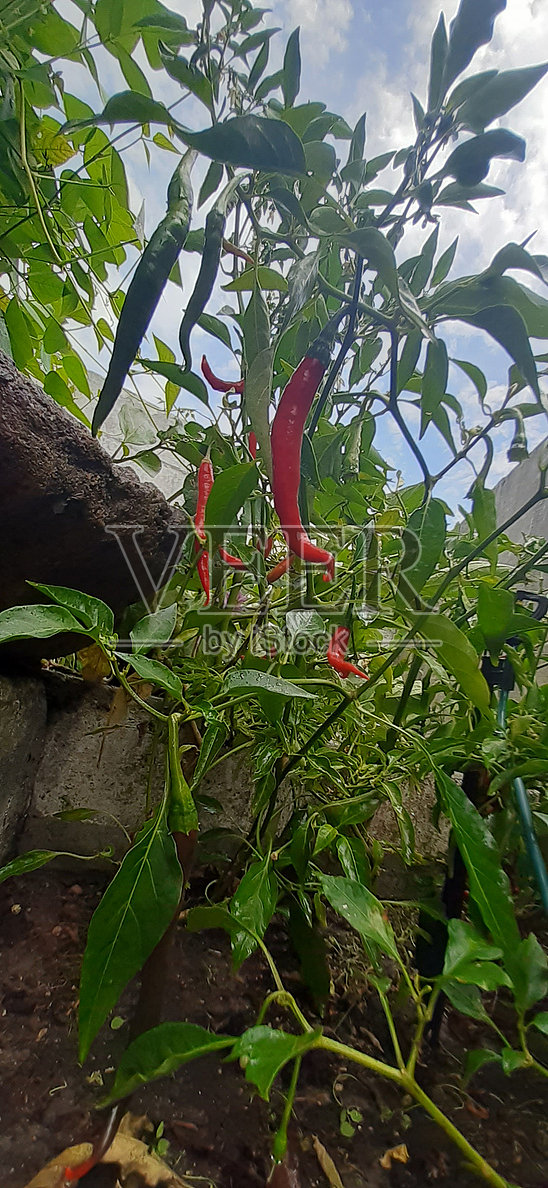 辣椒照片摄影图片