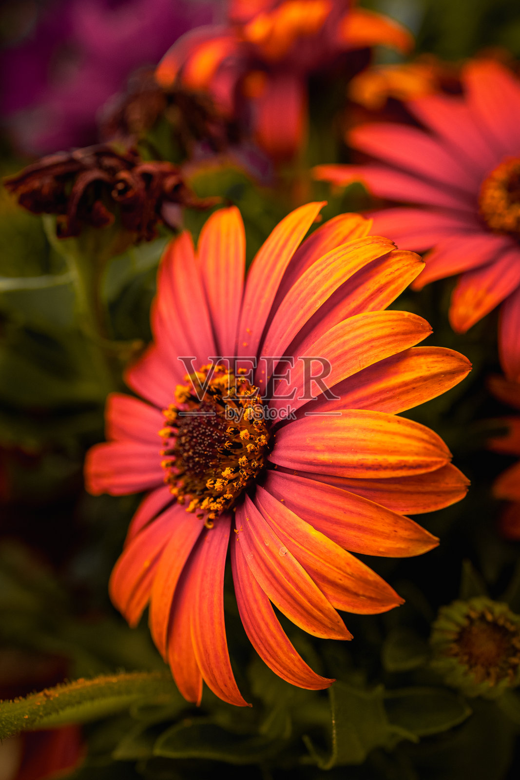 微距照片的花与颜色和细节照片摄影图片