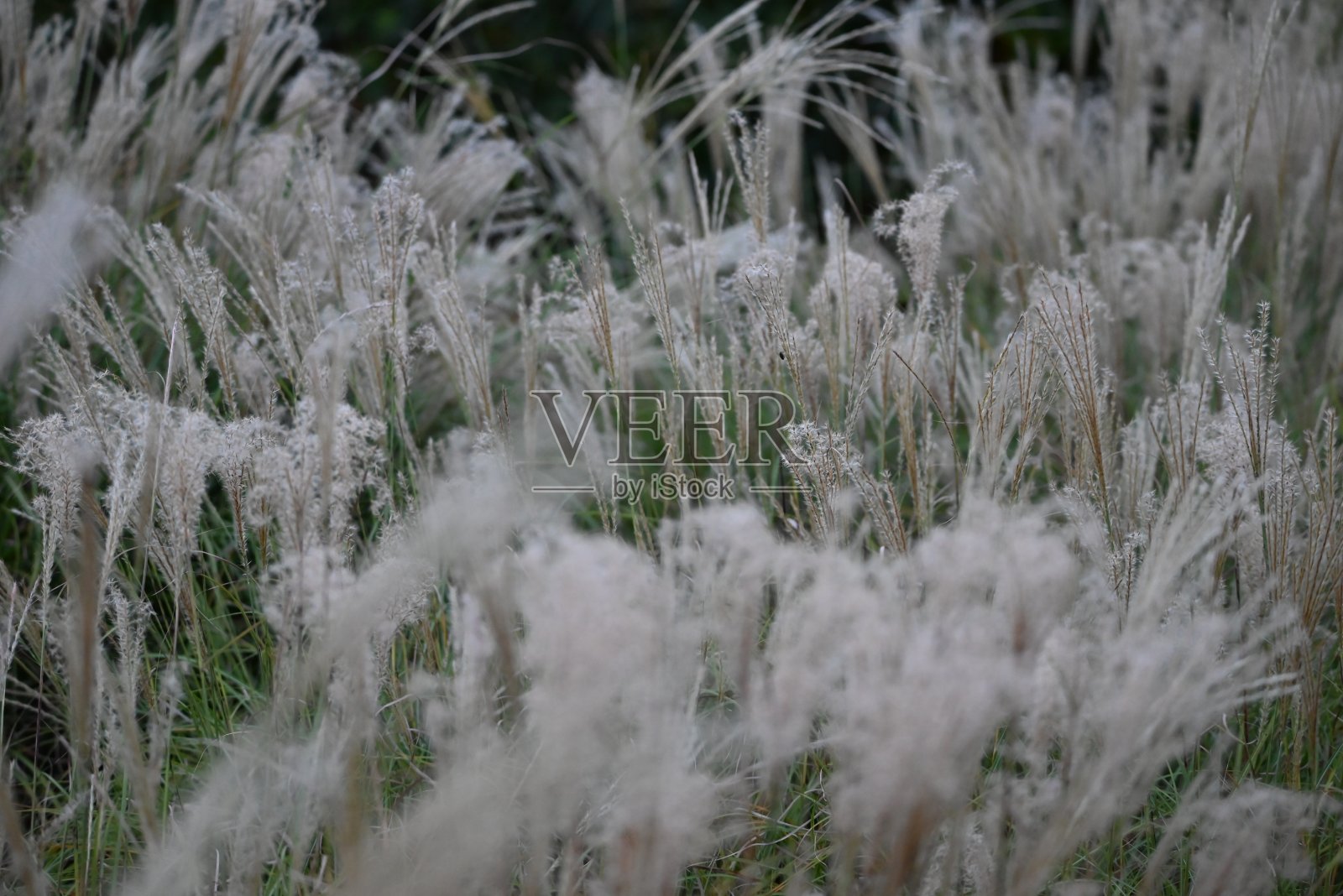 装饰性的波。照片摄影图片
