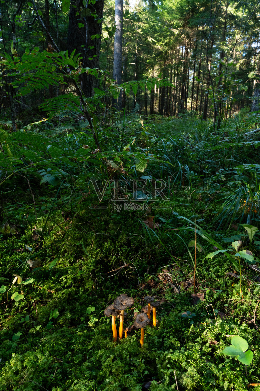 一群生长在爱沙尼亚潮湿森林里的黄脚蘑菇照片摄影图片