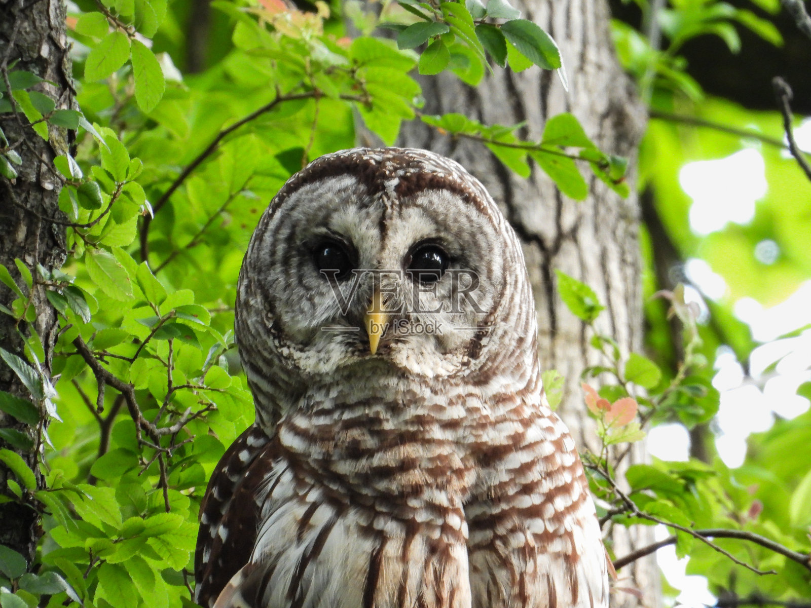 可爱的条纹猫头鹰照片摄影图片