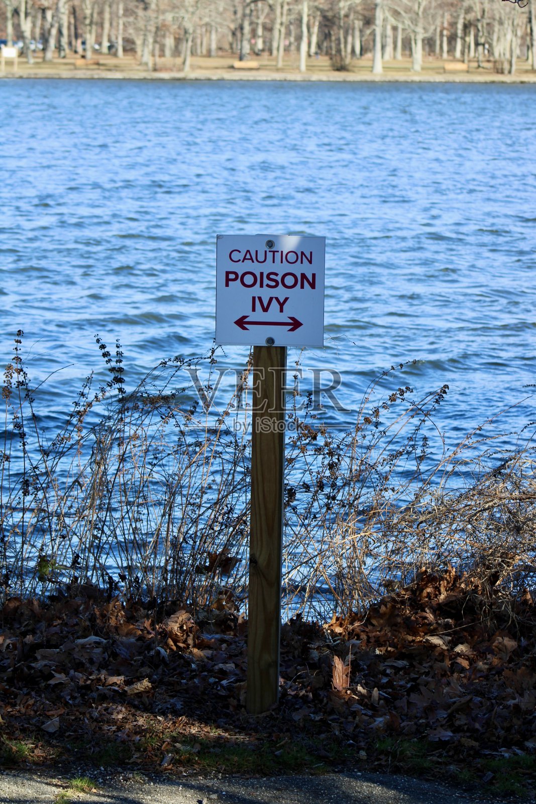 毒葛照片摄影图片