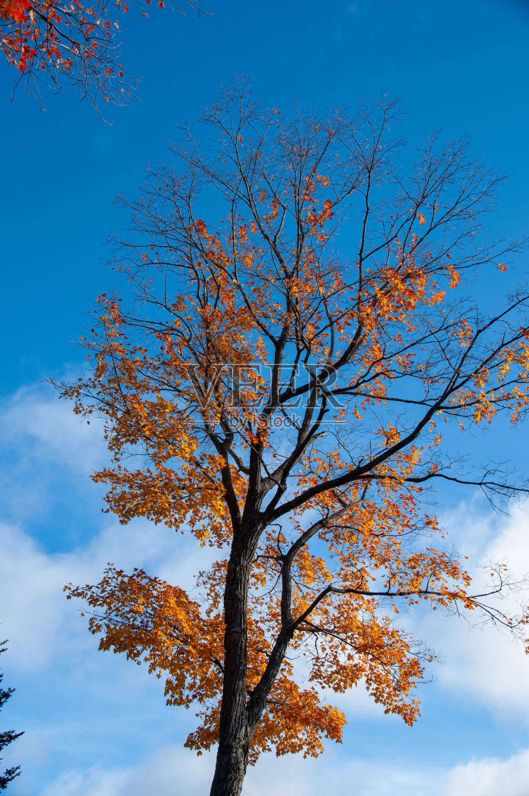 秋天的森林照片摄影图片