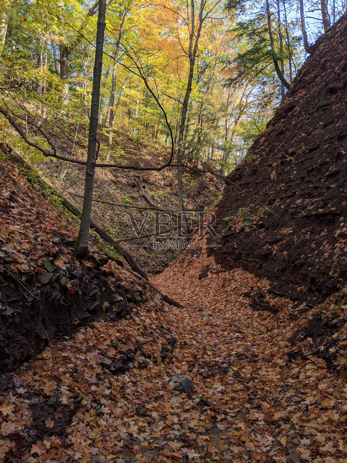 秋天的森林照片摄影图片
