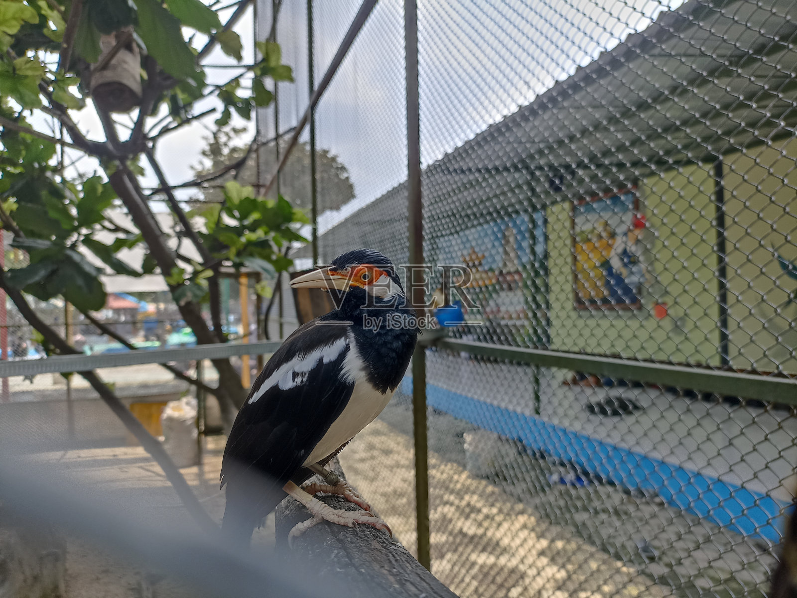 一种有拉丁名字的八角鸟照片摄影图片