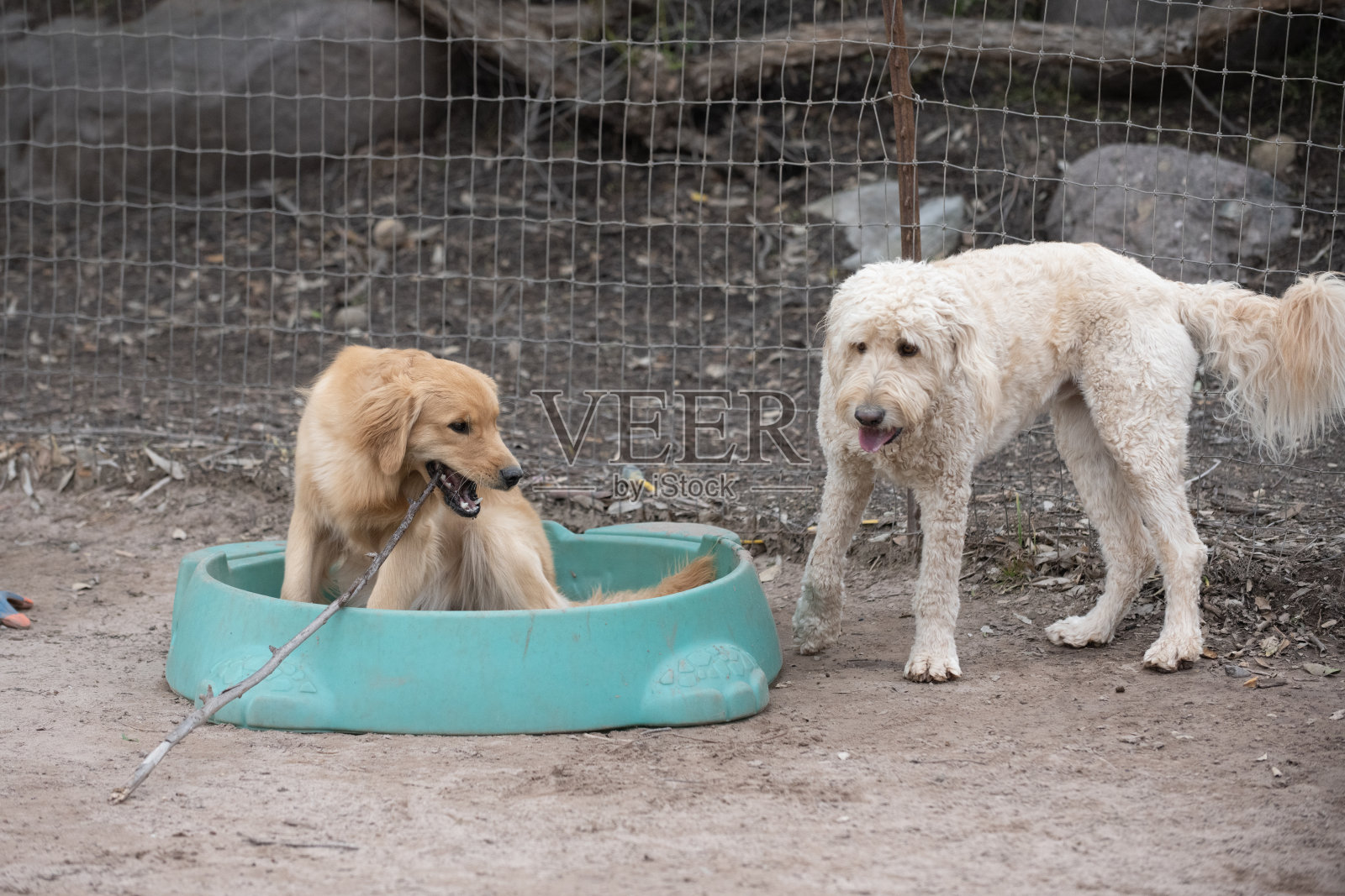 在树林里为狗准备的户外院子。照片摄影图片
