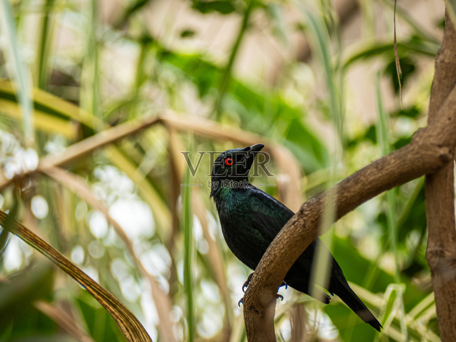 赤肩八哥或赤肩八哥(Lamprotornis nitens)照片摄影图片