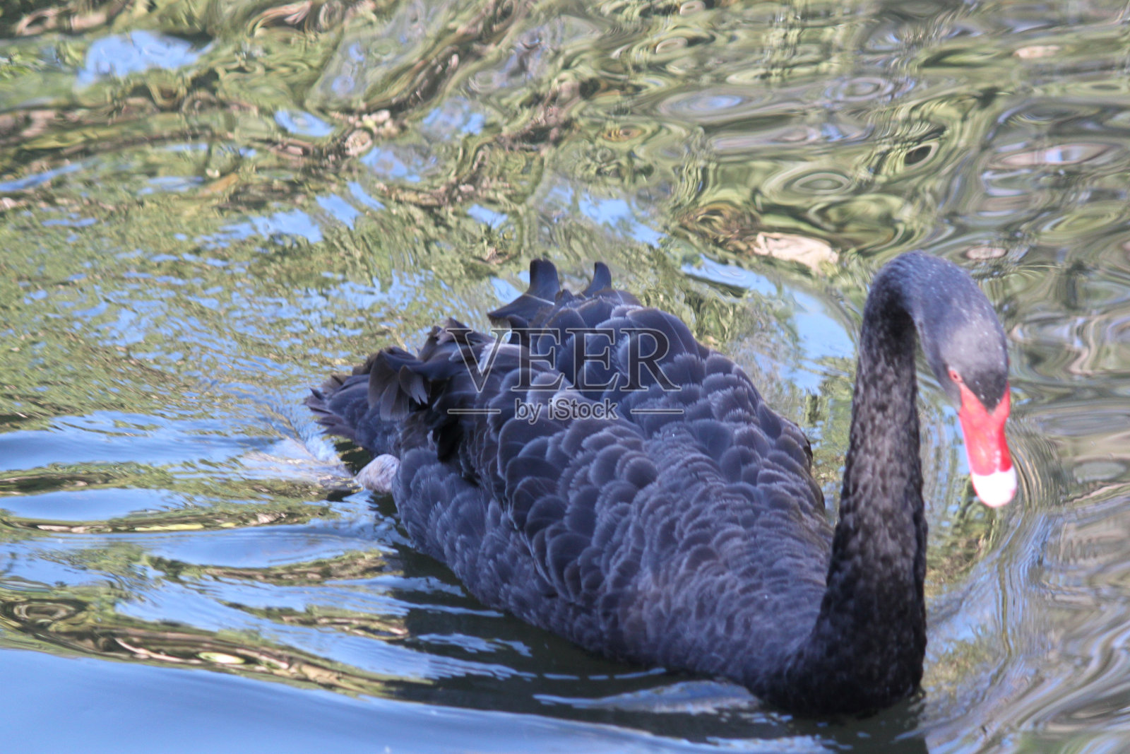 黑天鹅照片摄影图片