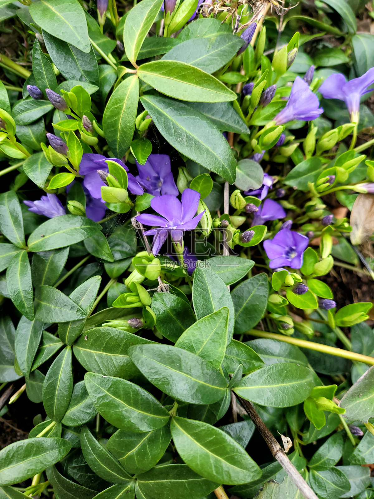 花园里开满了紫色的花。照片摄影图片