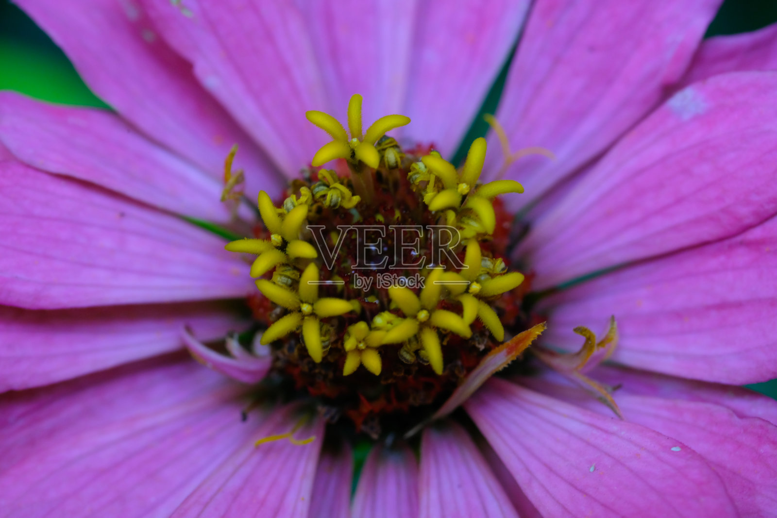 百日菊花的雌蕊和雄蕊照片摄影图片