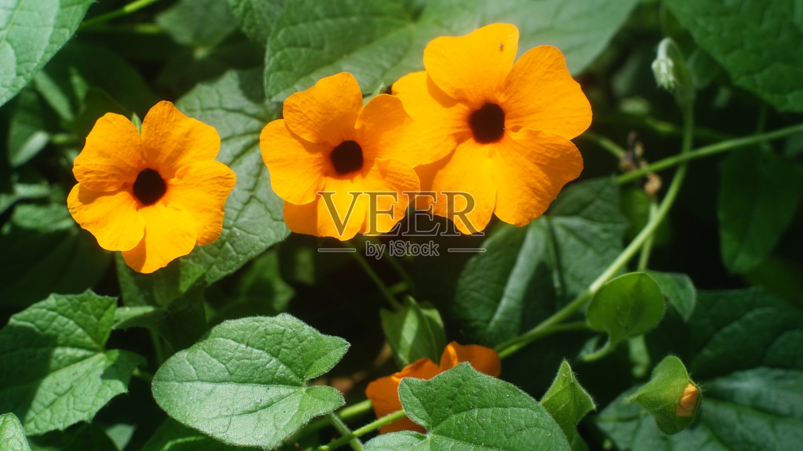 黄色的花照片摄影图片