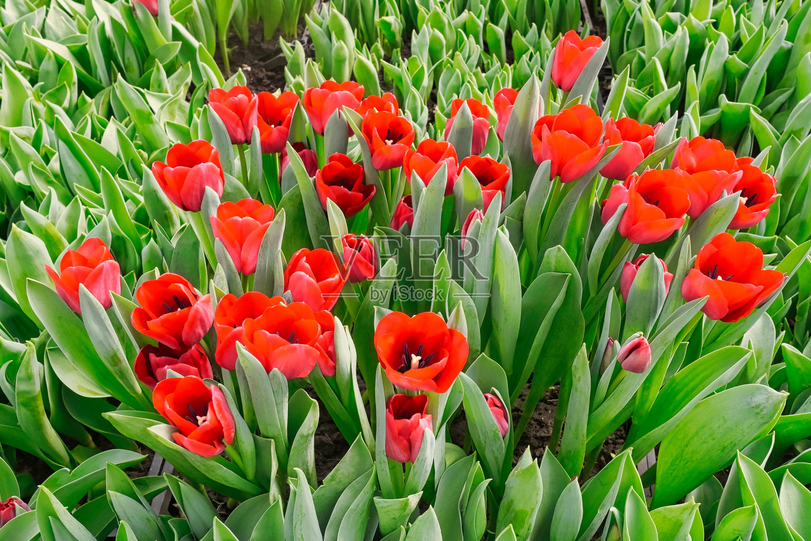 温室里有许多红色的郁金香照片摄影图片