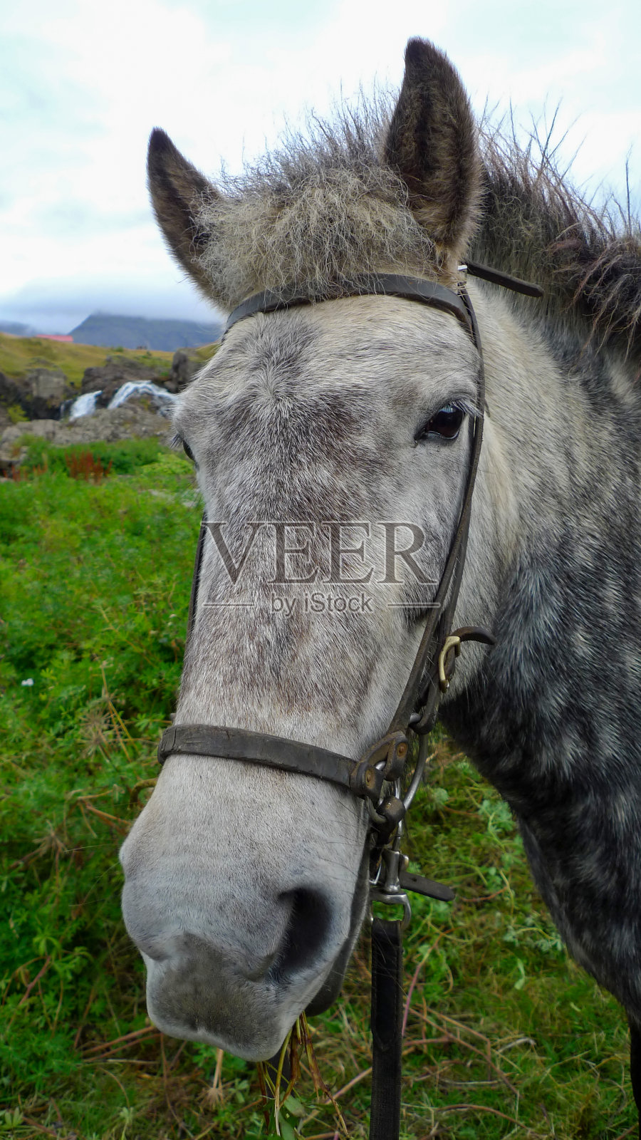 一匹美丽的冰岛斑点马看着镜头照片摄影图片