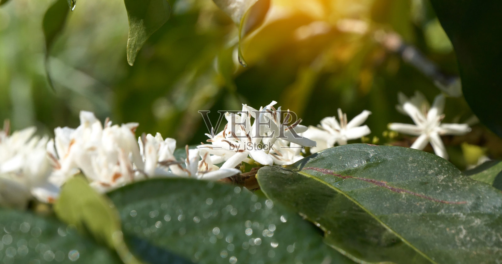 咖啡花树绿色自然白色开花。咖啡农场花园里罗布斯塔·阿拉比卡咖啡树上的白花。新鲜豆莓种植园。农业增长在绿色有机农场照片摄影图片