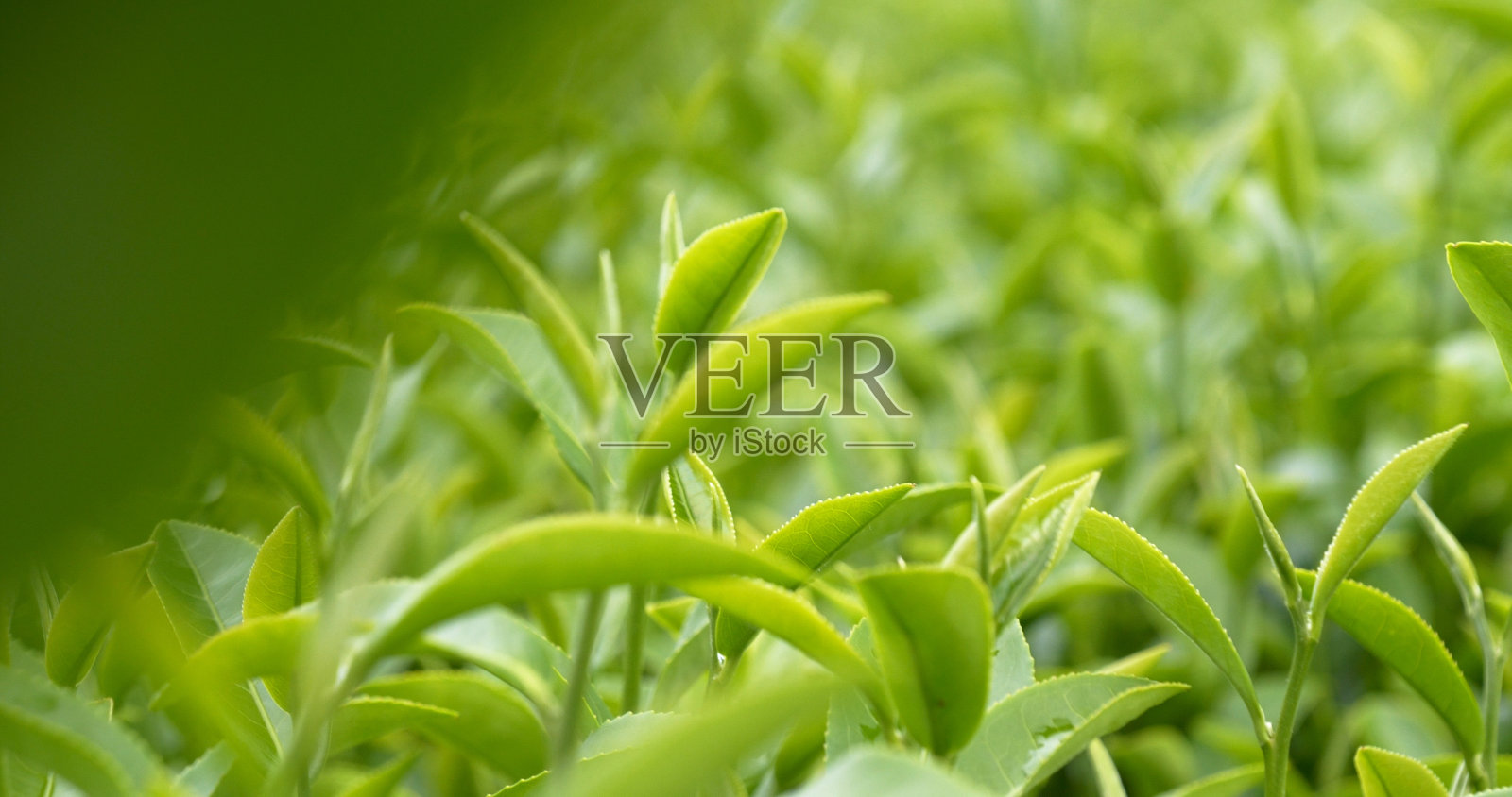 茶树有机农场绿茶树叶田植物。清晨的茶园，山间的绿色自然背景。农场里新鲜嫩芽的草本绿茶树照片摄影图片