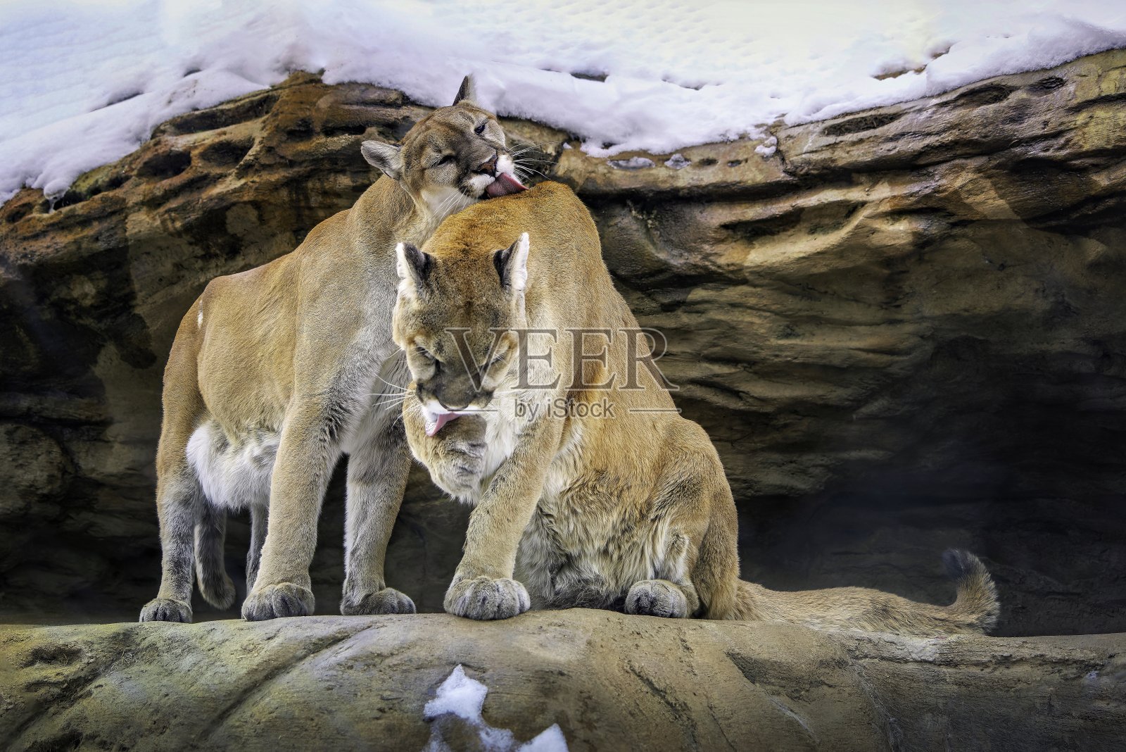 美洲狮的美容照片摄影图片
