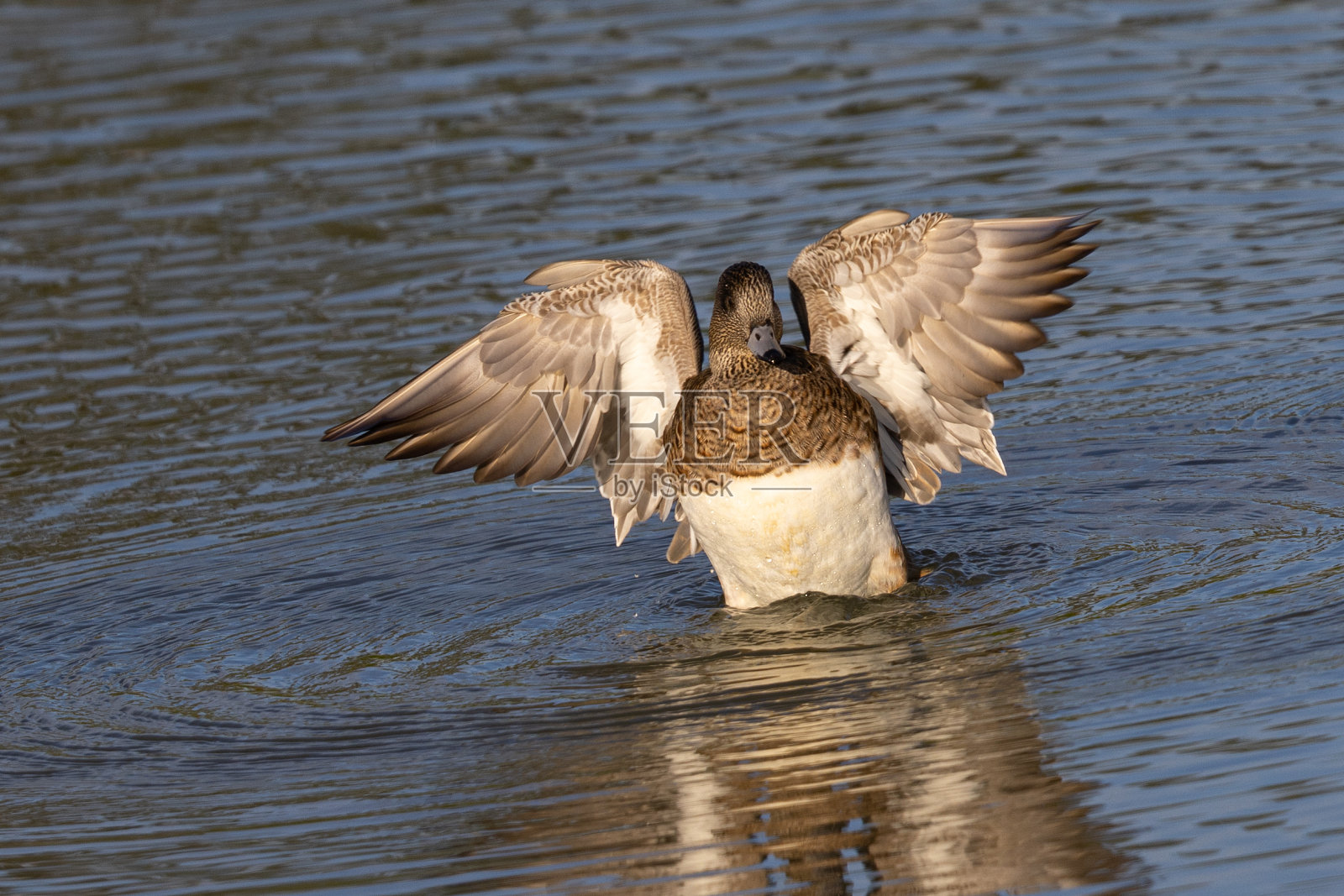 在北加州的沼泽地里，一只美国雌鹰在拍打着她的翅膀照片摄影图片